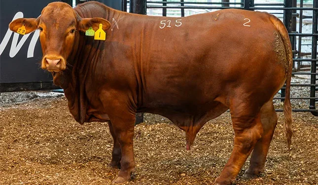 Top livestock shine at 2025 Royal Fat Stock Show and Carcass Competition