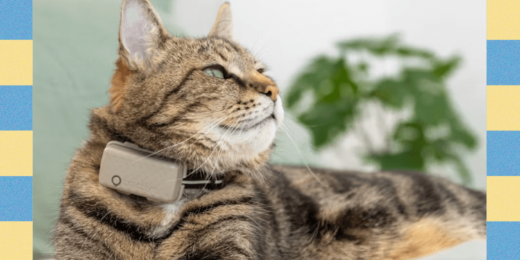 Tractive Smart Pet Collar: An Inexpensive Way to Keep Tabs on Your Fur Baby