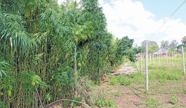 Unlocking the potential of SA’s hemp industry
