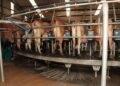 Weak economy, uncertainty, fewer producers driving global dairy prices