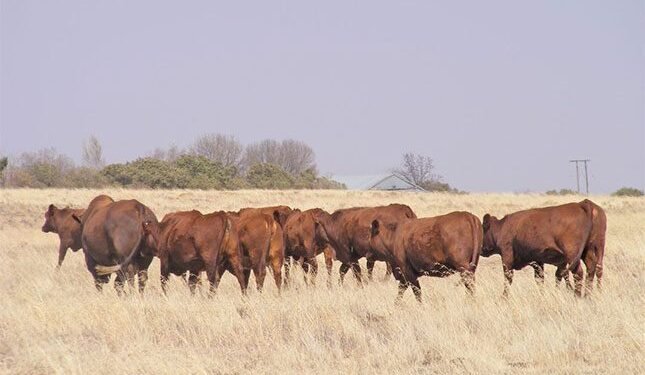Western Cape takes swift action to contain FMD outbreak