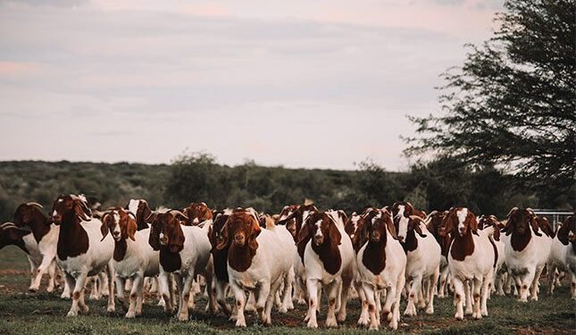 Why our locally bred goats are gaining global popularity