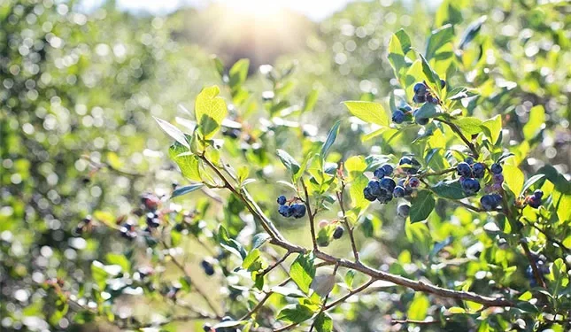 Zim blueberry farmers gear up for Chinese market