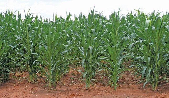 Zimbabwe compensates 85 Europeans who lost farms to land reform