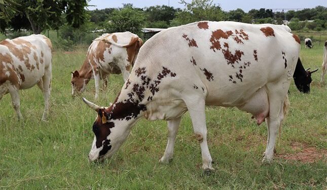 training farmers and supporting communities