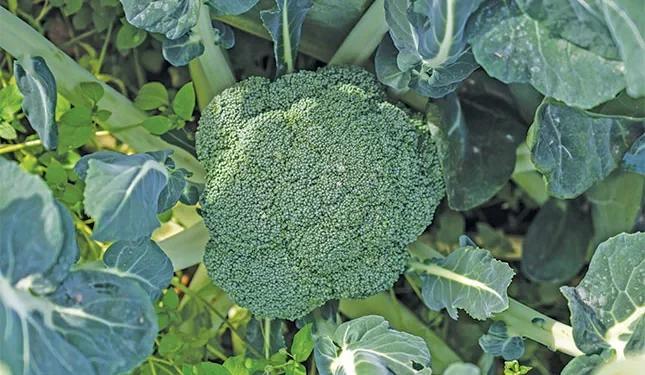 winter crop in year-round rotation