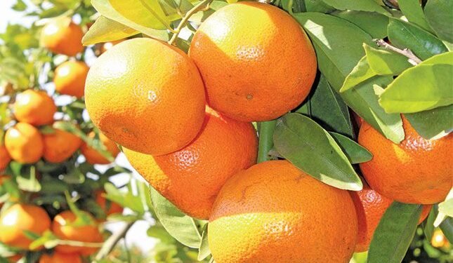 Agriculture sees Q3 growth, despite sector pressures