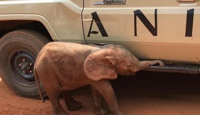 Baby elephant rescue spurs unprecedented conservation drive in Nigeria – EnviroNews