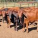 Boran cattle drive productivity on Free State farm
