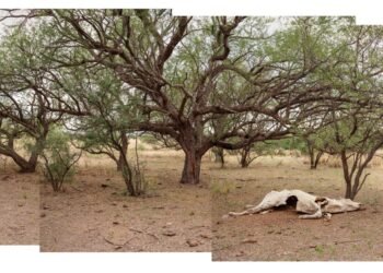 Congress made it easier to ignore grazing’s harm to public lands