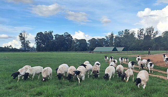 Dorper breeding on an upward trajectory in Zimbabwe