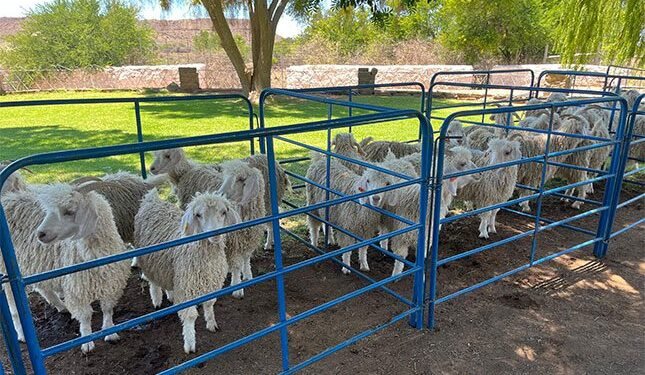 Focus on Angora fibre quality, goat health at Murraysburg Farmers’ Day