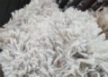 Kleiheuwel Trust sets national superfine wool record at 14,1 microns