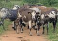 Lessons learnt on the journey to build a Nguni stud from scratch