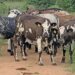 Lessons learnt on the journey to build a Nguni stud from scratch