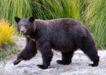 National parks aren’t just for tourists. They’re an essential home for wildlife.