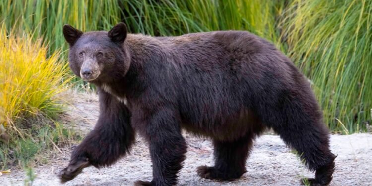 National parks aren’t just for tourists. They’re an essential home for wildlife.