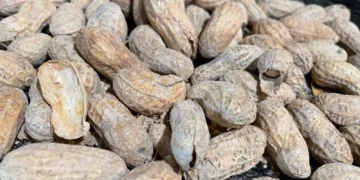 Peanut allergy patch succeeds in late-stage study 5 years after FDA rejection