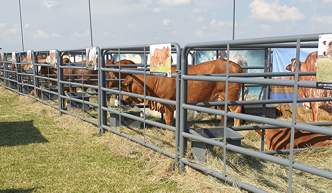 Sold! Learning the auction lingo