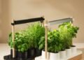 The Auk Mini Herb Garden Is Still Up to $30 Off (2025)