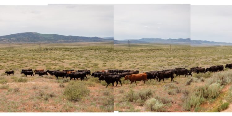 The wealthy profit from public lands, and taxpayers pick up the tab