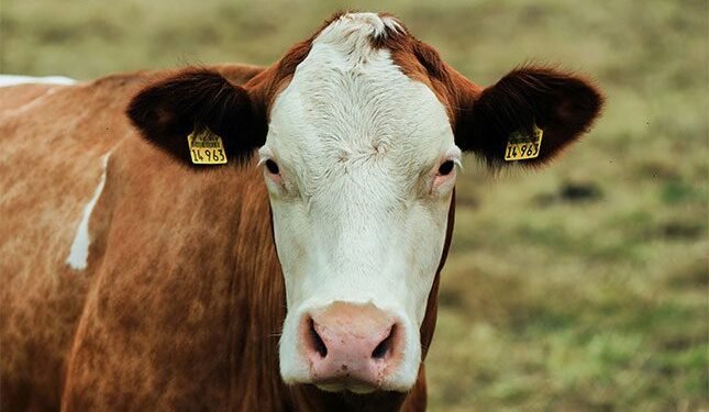 Understanding South Africa’s animal identification laws