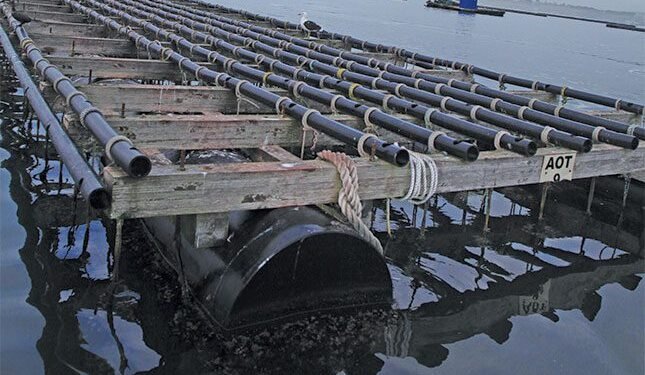 Unlocking the business of oysters