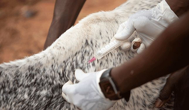 Vital livestock injection and sterility knowledge