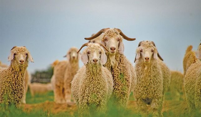 World-class mohair producer adds value with clean clip practices