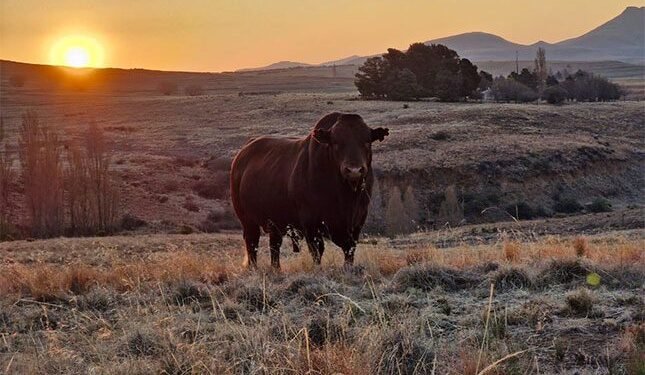 keeping estimated breeding values balanced