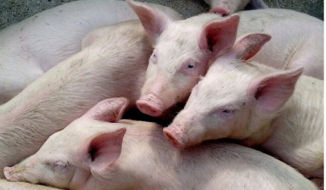 ASF and FMD cases in pigs raise alarm for SA pork industry