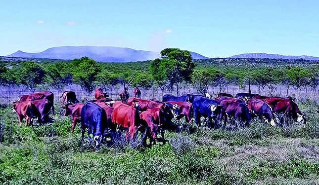 Balancing heritage and innovation on the Shuman family farm