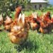 Balancing welfare and viability in cage-free egg farming