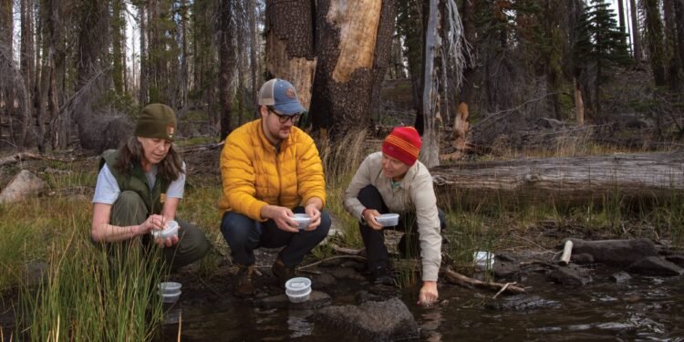 Cascades frogs vanished from Lassen Volcanic National Park in 2007. Now, they’re back.