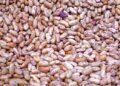 Cautious outlook for dry beans