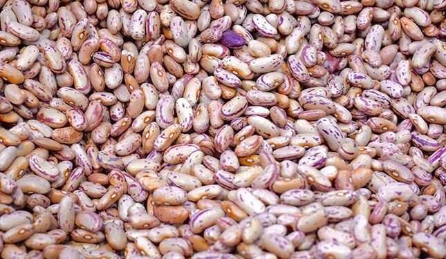 Cautious outlook for dry beans