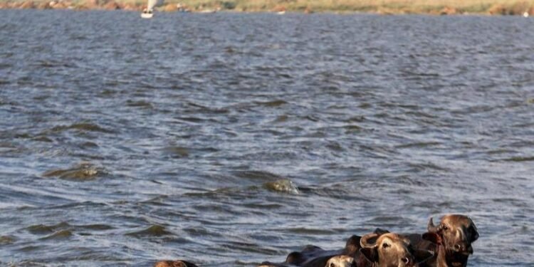 Drake & Scull unit wins $20mln sub-contract for Egypt wastewater plant