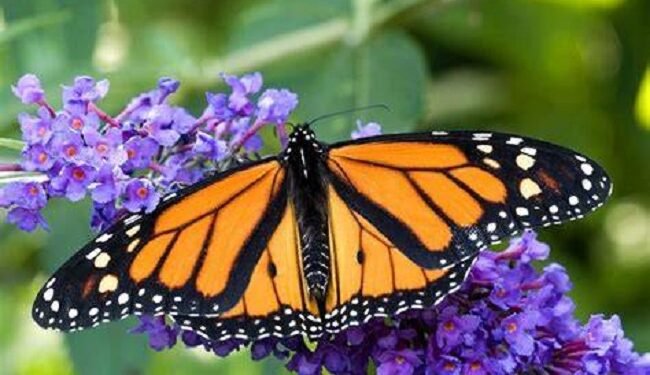 Drivers identified as concern heightens over butterfly decline in Nigeria – EnviroNews