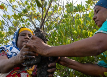 ESG and Carbon Finance in Africa: The $3 Trillion Potential