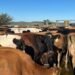 Eastern Cape steps up FMD containment campaign
