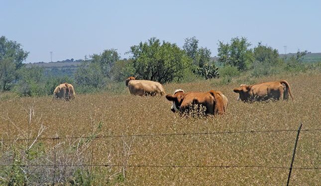 FMD crisis hits meat supply, threatens exports, drives prices up