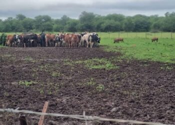 FMD spreads across Eswatini, livestock sales suspended