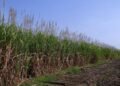 Flood of imports sour optimistic year for cane growers