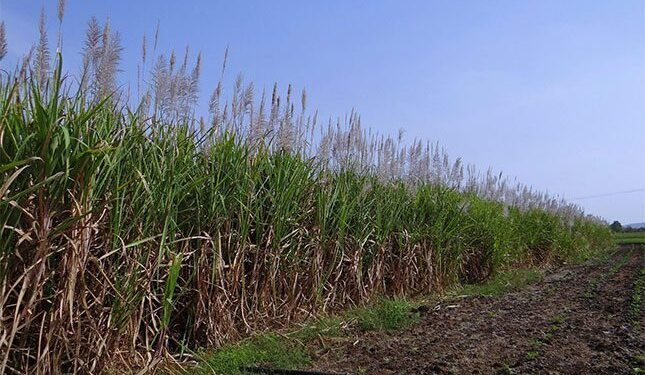 Flood of imports sour optimistic year for cane growers