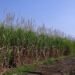 Flood of imports sour optimistic year for cane growers