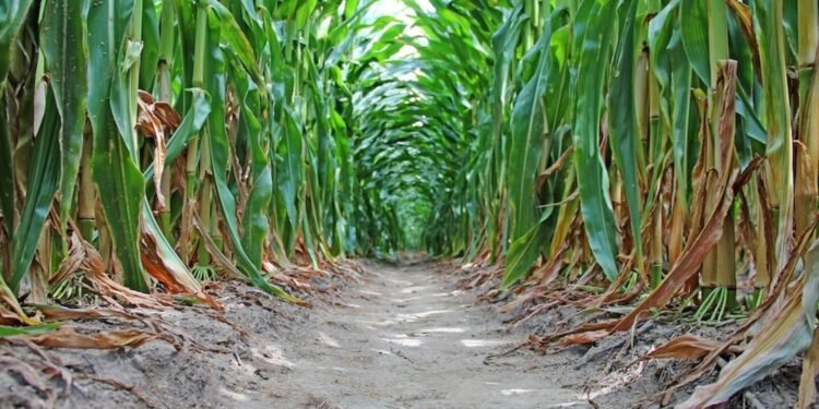 Georgia Grower Drops 3,000 Acres, Warns Of Unplanted Ground In 2026