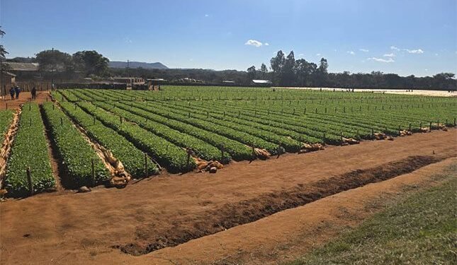 How perseverance turned a bookshop owner into Zimbabwe’s top tobacco farmer