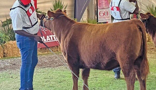 How to show off your animals in a show ring