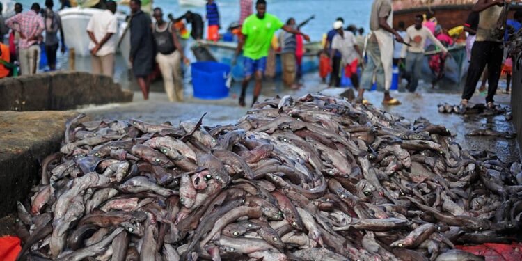 Illegal Fishing by Foreign Vessels Decimates Somali Fish Stocks
