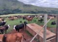 Infantry soldiers round up cattle worth R3.6 million on protected provincial land